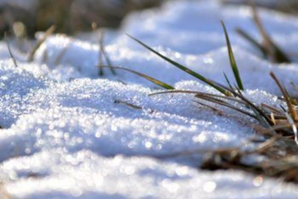 Snow blankets the grass, contrasting the white snow with the vibrant green beneath.